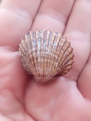 Acanthocardia tuberculata