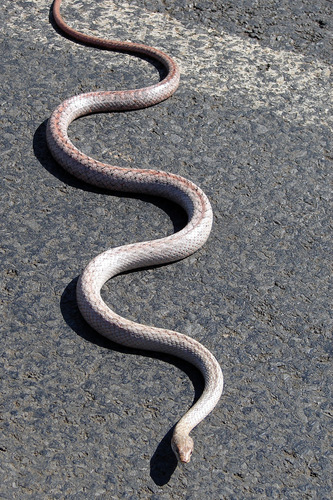Tiny Night Snake