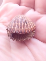 Acanthocardia tuberculata