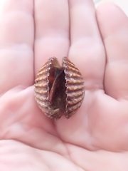 Acanthocardia tuberculata