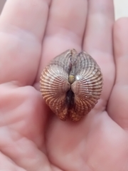 Acanthocardia tuberculata