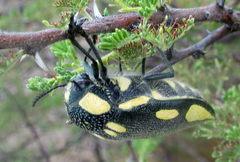 Sternocera orissa orissa