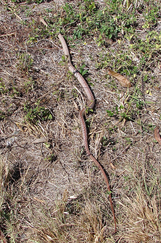 Tiny Night Snake