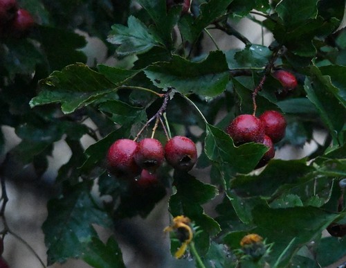 Chinese hawthorn