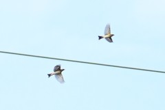 Fringilla montifringilla