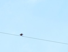 Fringilla montifringilla