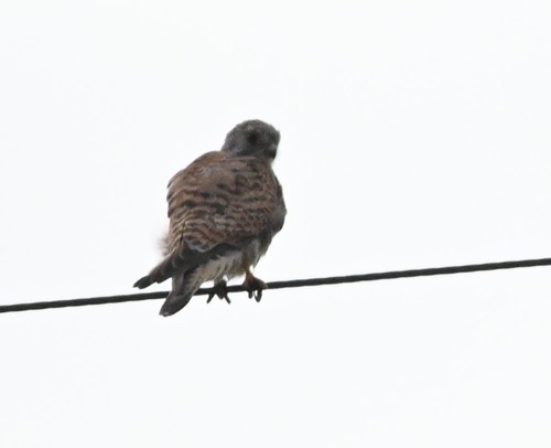 Falco tinnunculus perpallidus