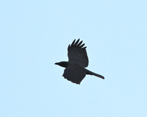 Large-billed Crow