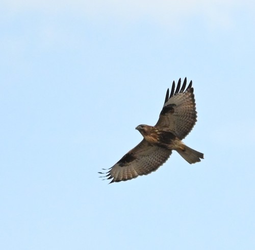 Eastern Buzzard