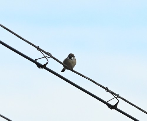 Passer montanus dybowskii