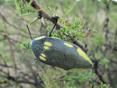 Sternocera orissa orissa