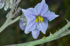Solanum lanceolatum