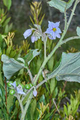 Solanum lanceolatum
