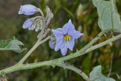 Solanum lanceolatum