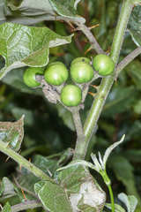 Solanum lanceolatum