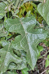 Solanum lanceolatum