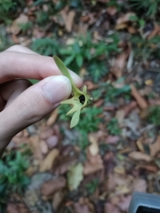 Dipterocarpus