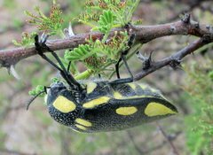 Sternocera orissa orissa