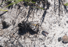 Synemon parthenoides