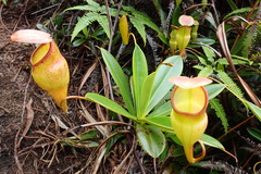 Nepenthes pervillei