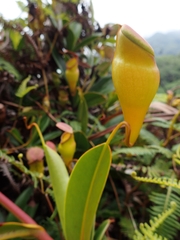 Nepenthes pervillei