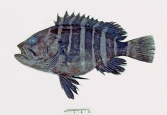 Hyporthodus ergastularius