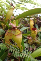 Nepenthes pervillei