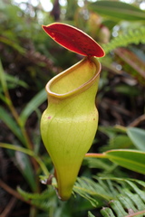 Nepenthes pervillei
