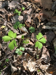 Geum vernum