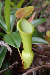 Nepenthes pervillei