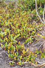 Nepenthes pervillei