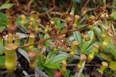 Nepenthes pervillei