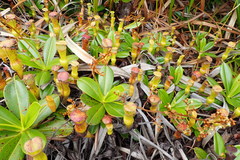 Nepenthes pervillei