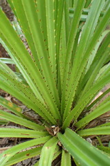 Pandanus multispicatus