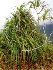 Pandanus multispicatus