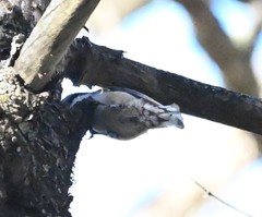 Sitta europaea amurensis