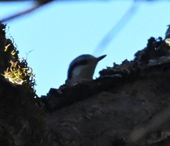 Sitta europaea amurensis