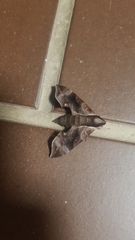 Enpinanga borneensis