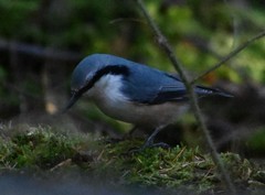 Sitta europaea amurensis