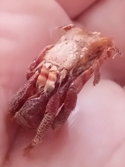 Clibanarius erythropus