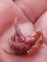Clibanarius erythropus