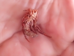 Clibanarius erythropus