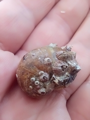 Gastropoda