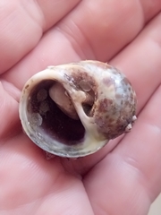 Gastropoda