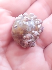 Gastropoda