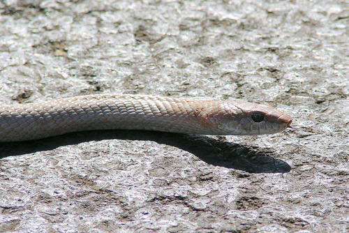 Tiny Night Snake