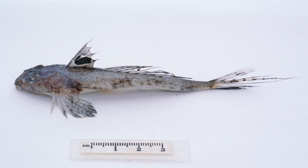 Ocellated Dragonet