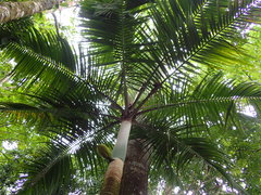 Deckenia nobilis