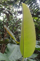 Dillenia ferruginea
