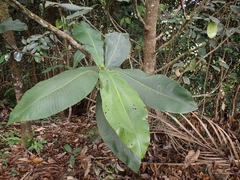 Dillenia ferruginea